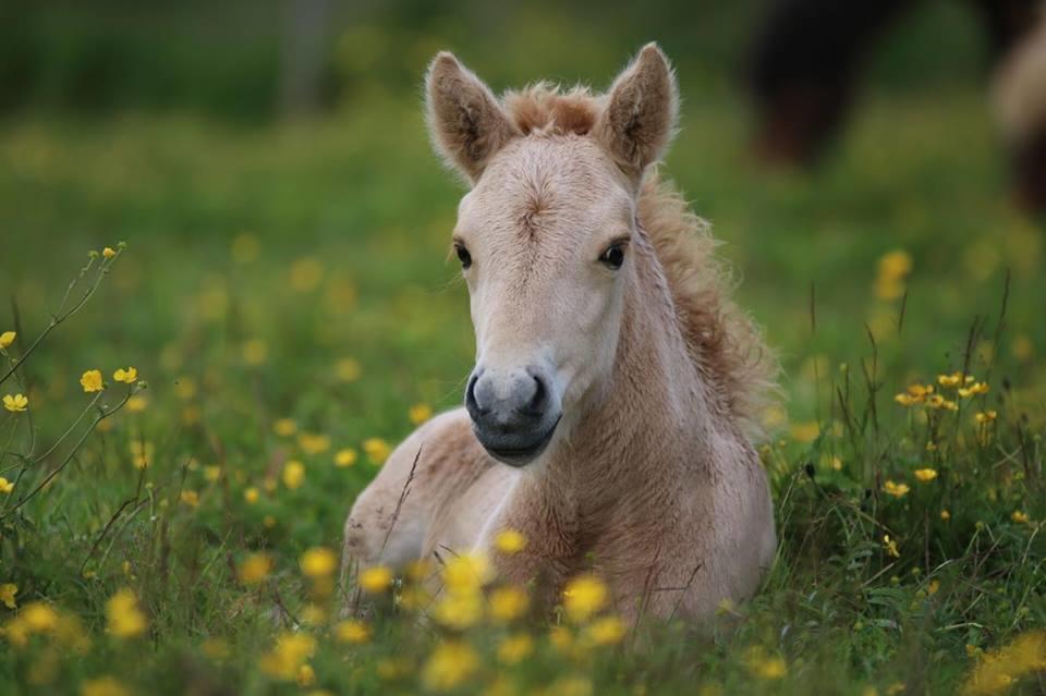 Hekla Adventures Villa Hvolsvollur ภายนอก รูปภาพ